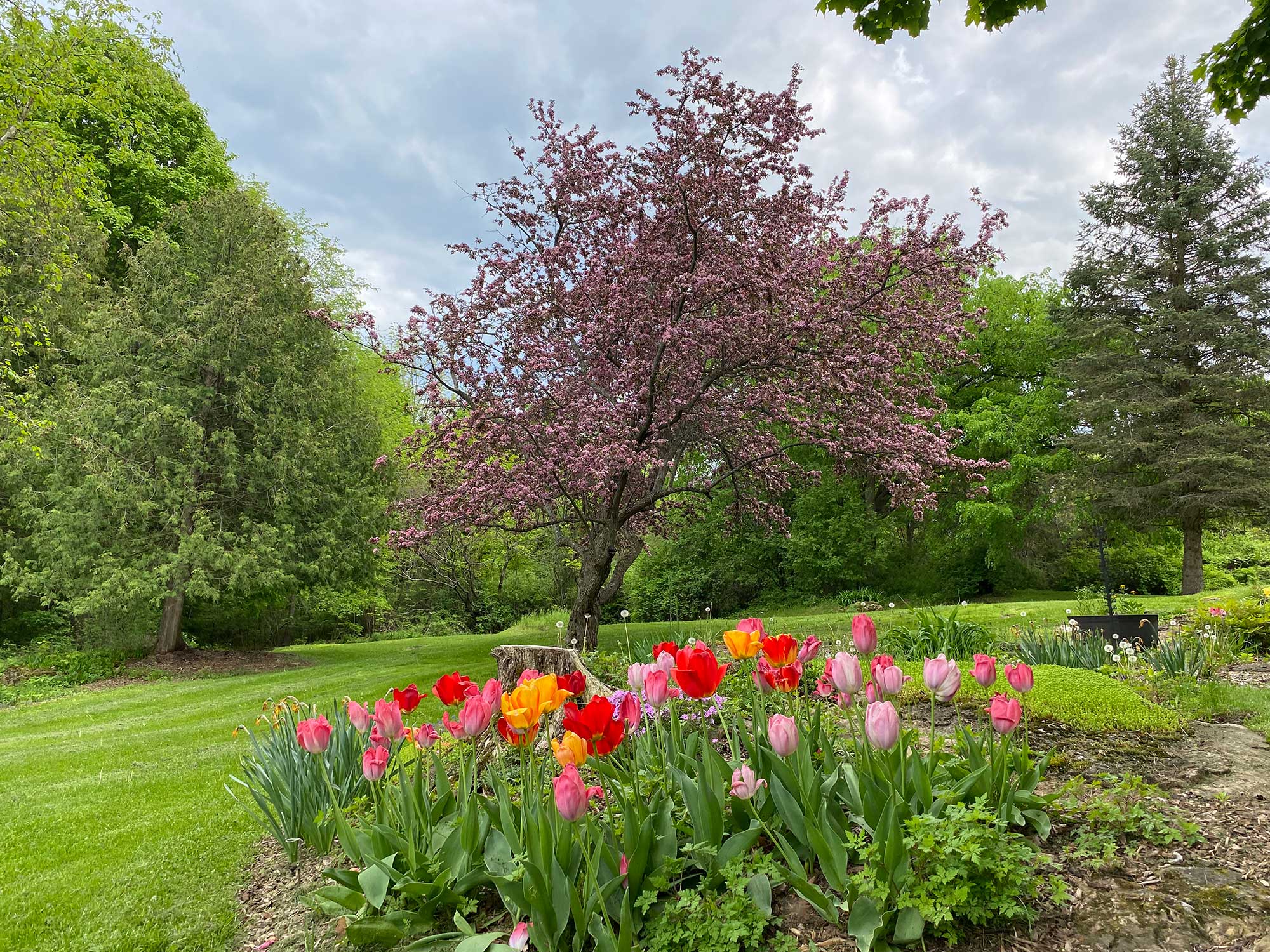A photo of a garden with tulips in the foreground and a blooming crabapple tree in the background.